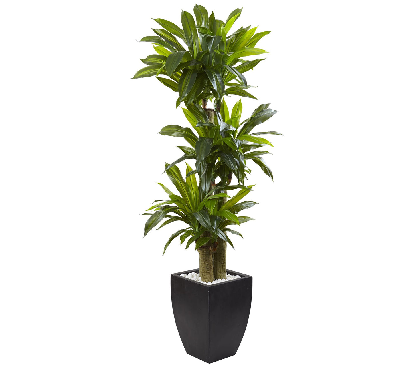 5.5' Corn Stalk Dracaena with Black Wash Planter