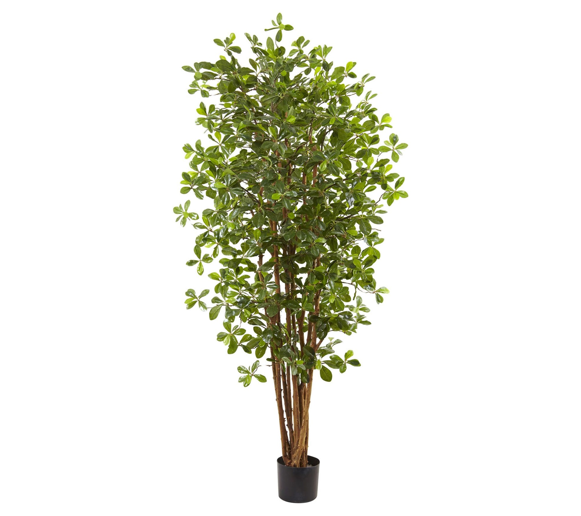 6' Black Olive Silk Tree by Nearly Natural