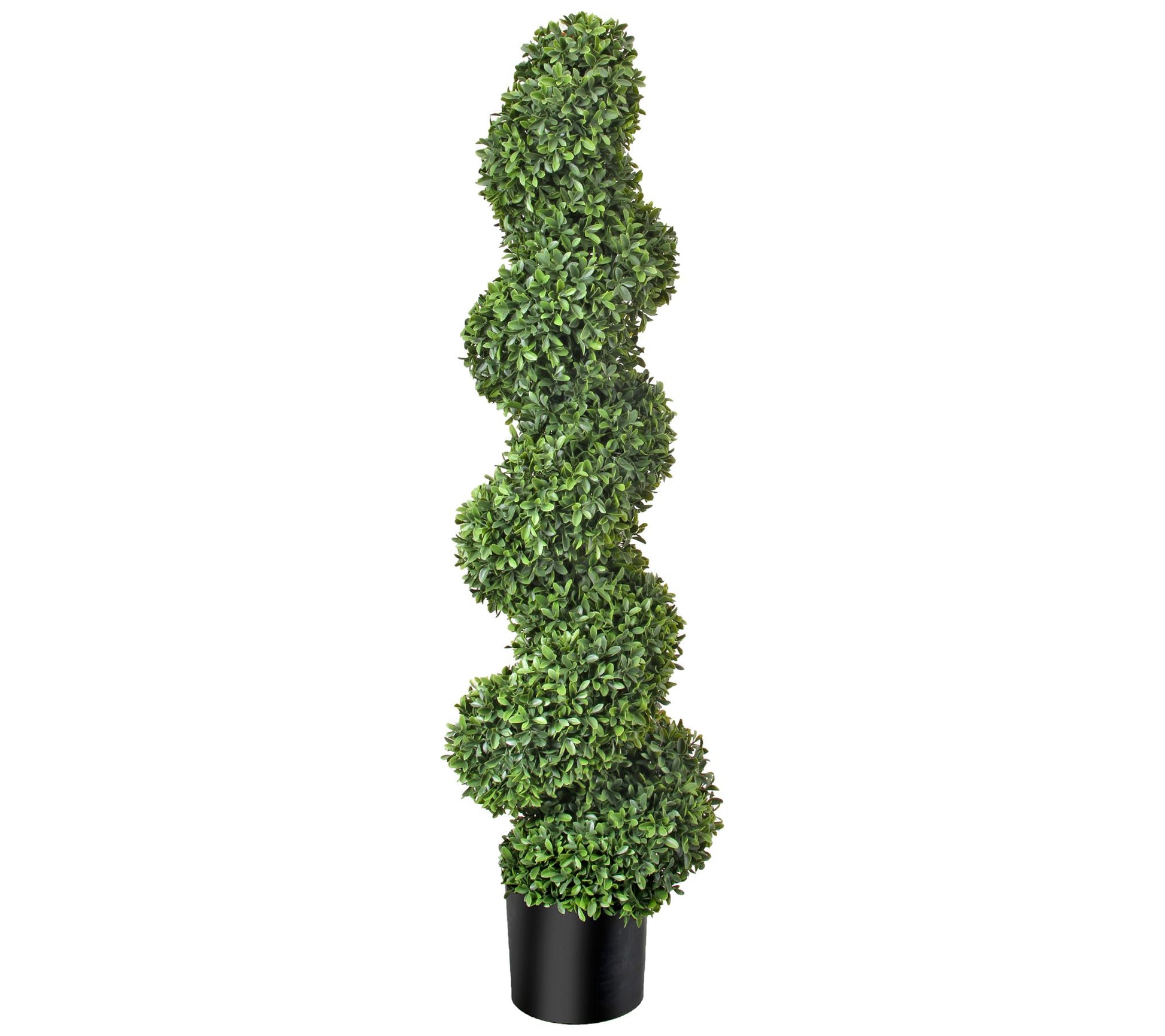 American Boxwood Spiral Topiary by Valerie
