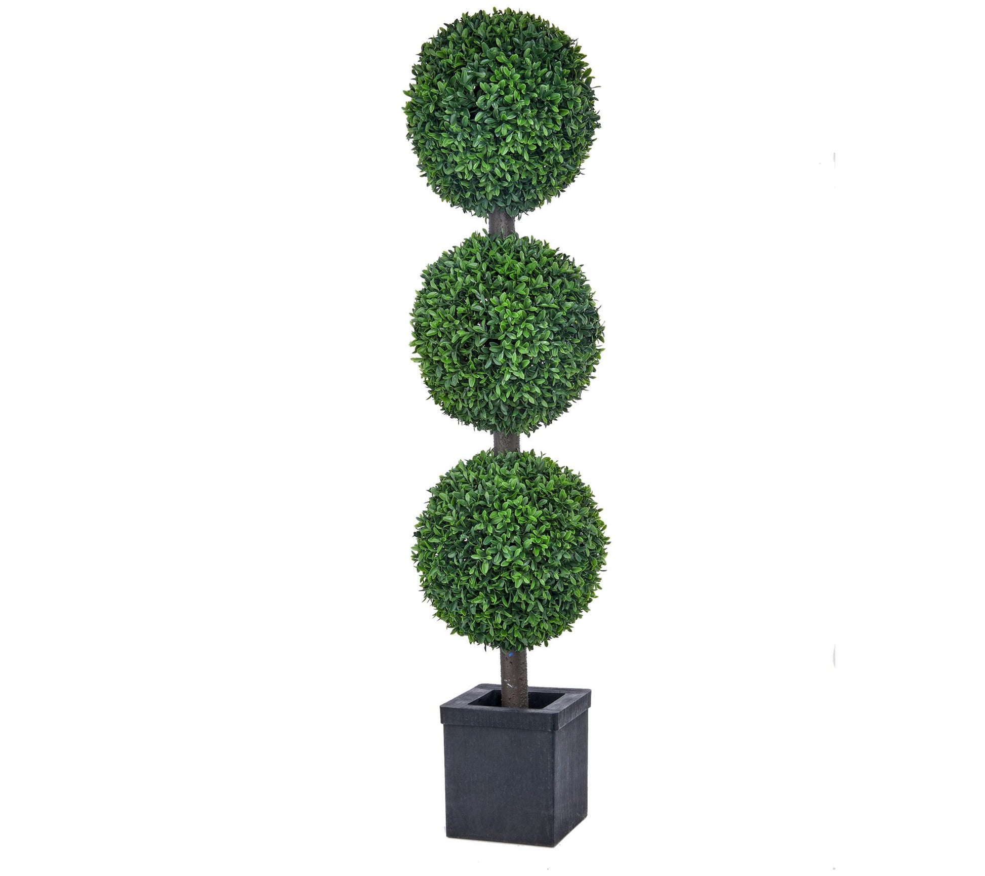 Potted American Boxwood Triple Ball 48" by Valerie